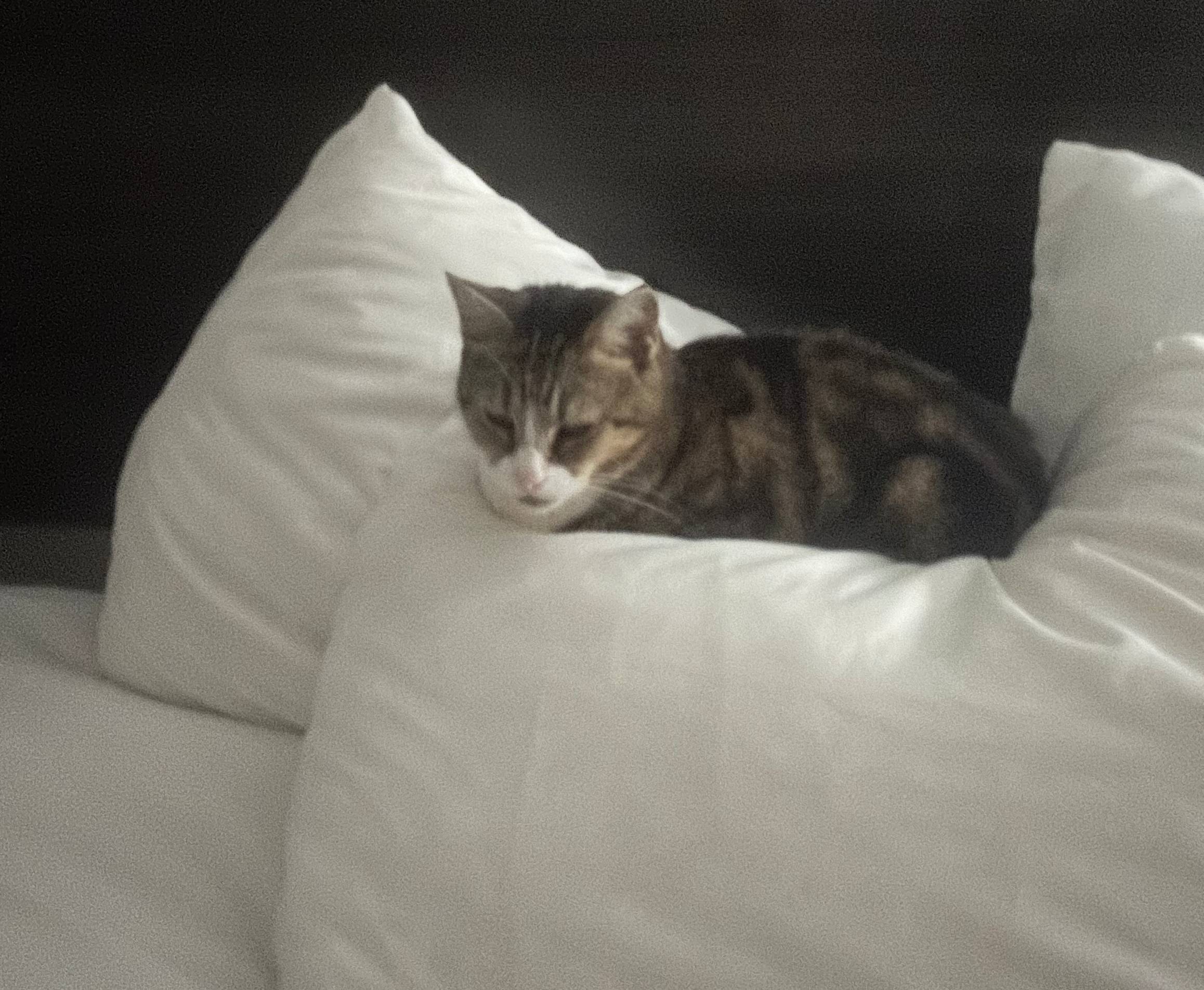 Duck sitting on top of a pile of hotel pillows, happy as a peach.
